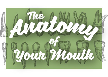 Henderson dentist, Dr. Stephen Hahn at Galleria Family Dental shares all about the anatomy of your mouth and how it works together for your benefit.